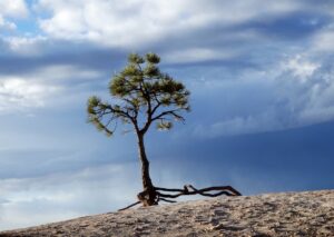 Photo business resilience