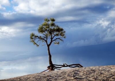 Cum să construiești un business durabil